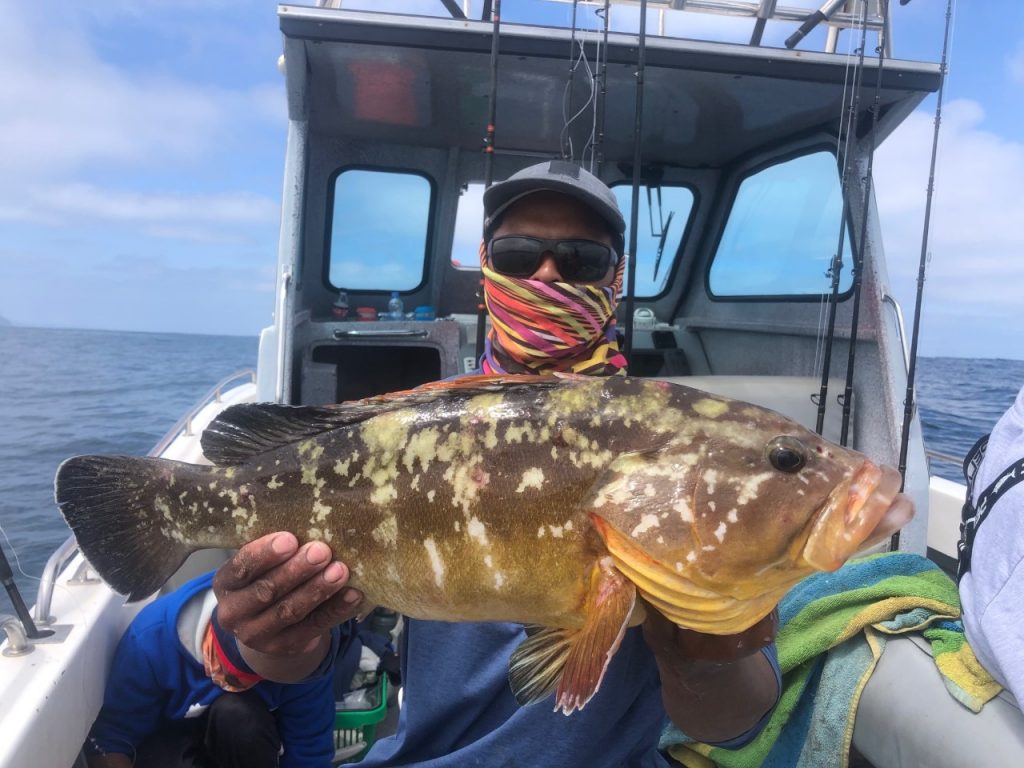 Yellow Belly Rock Cod